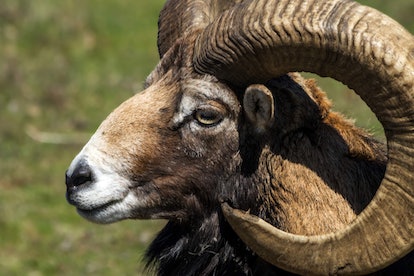 A ram, the animal for Aries zodiac signs.